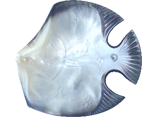 Schale Perlmut - Fisch